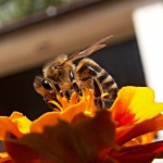 bee-110829_1280