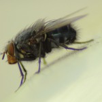 housefly-307387_1280