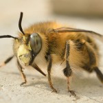 insects-679575_1280