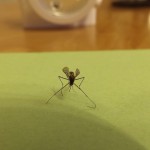 mosquito-606930_1920