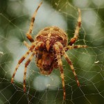 spider-518786_1280
